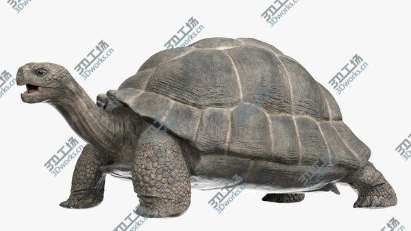 images/goods_img/20210312/3D Giant Tortoise Rigged/1.jpg